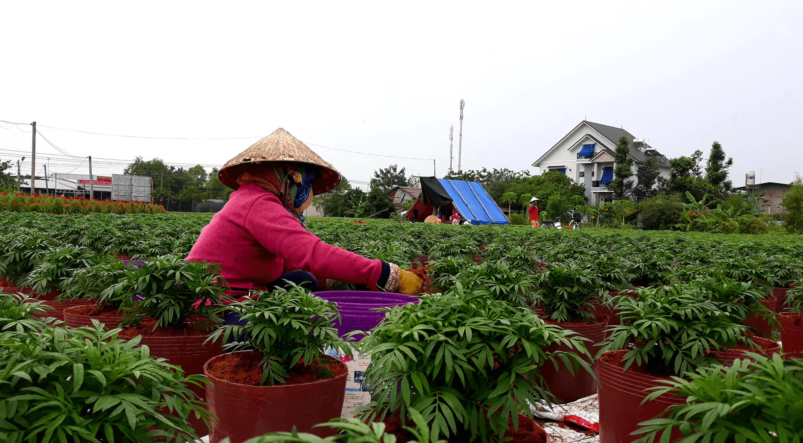 Kinh tế - xã hội Tp. Tân An 4